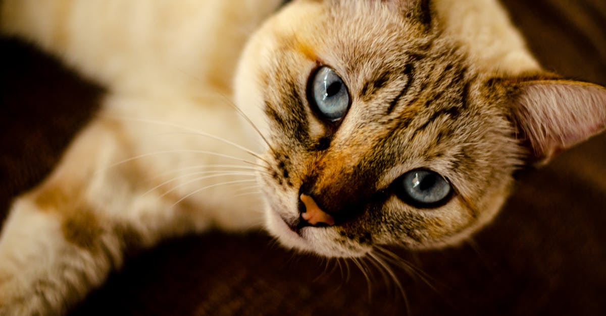 Conheça as Principais Raças de Gato